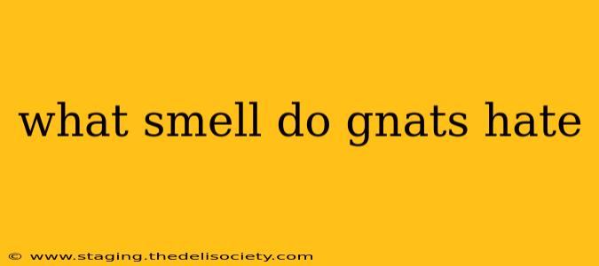 what smell do gnats hate